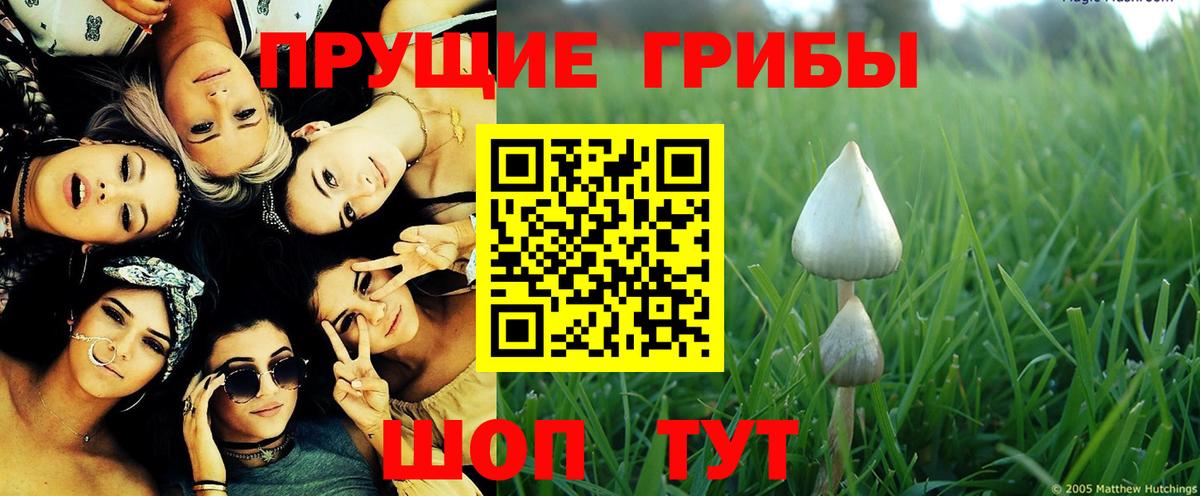 Галлюциногенные грибы Psilocybine cubensis Борзя